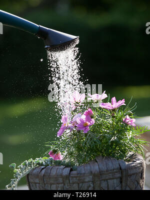 MOTALA 2016-06-01 Wer Wasser auf einem Garten Kosmos oder mexikanischen Aster in einem Garten. /Rosenskära (Cosmos Bipinnatus) ist en Kunst i Familjen korgblommiga växter och från sydvästra USA Mexiko. Foto Jeppe Gustafsson Stockfoto