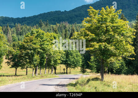 Straße obwohl die Landschaft in den Bergen. Bäume entlang dem Weg. schönen sonnigen Tag Stockfoto