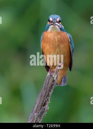 Eisvögel Full Face mit einem kleinen Fisch im Schnabel Stockfoto