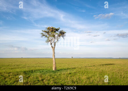 Eine einzigartige Acaci Baum steht allein in der Savanne, Masai Mara National Reserve, Kenia, Afrika Stockfoto