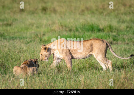 Löwen (Panthera leo) in Masai Mara National Park, Kenia, Afrika Stockfoto