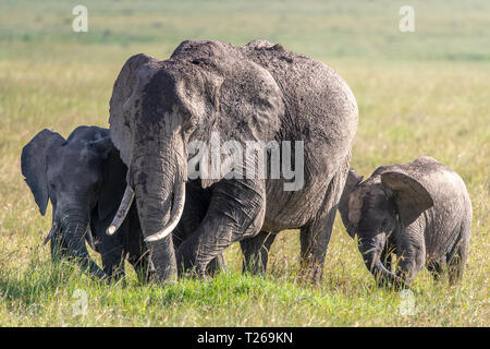 Drei afrikanischen Busch Elefanten (Loxodonta africana), aka Afrikanischen Savanne Elefanten in Masai Mara National Reserve, Kenia Stockfoto