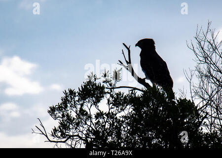 Masai Mara, Kenia - Schwarz Chested Snake Eagle im Profil Stockfoto