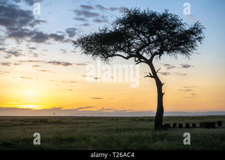 Die Sonne über dem Horizont als singuläre Acaci Baum in der Landschaft steht, Masai Mara National Reserve, Kenia, Afrika Stockfoto