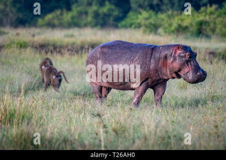 Eine gemeinsame Flusspferd (Hippopotamus amphibius) Wandern im Gras in Masai Mara National Reserve, Kenia. Stockfoto