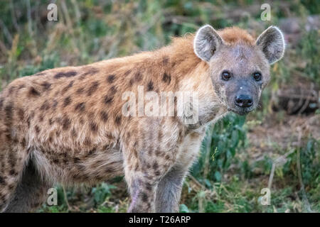 Eine Tüpfelhyäne (Crocuta crocuta), aka lachende Hyäne, Nakuru, Kenia. Stockfoto