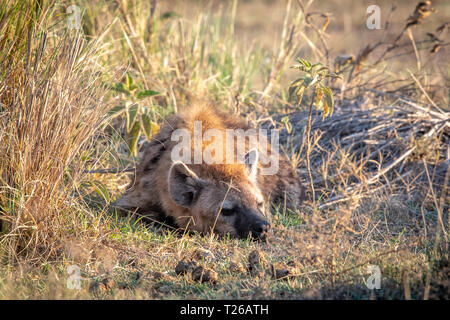 Eine Tüpfelhyäne (Crocuta crocuta), aka lachende Hyäne, in der Bürste schlafen, Nakuru, Kenia. Stockfoto