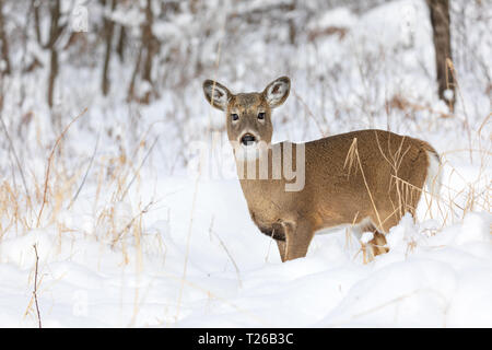 White-tailed Rehkitz stehend im tiefen Winter Schnee im Norden von Wisconsin. Stockfoto
