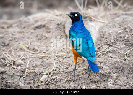 Ausgezeichnete starling (Lamprotornis superbus), Nakuru, Kenia Stockfoto