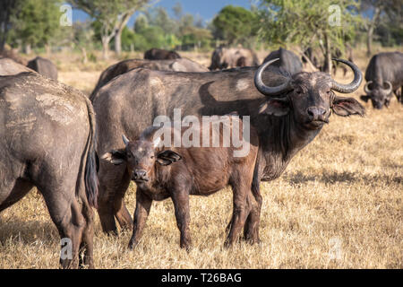 Ein Baby und Mutter Kaffernbüffel (Syncerus Caffer), Nakuru, Kenia Stockfoto