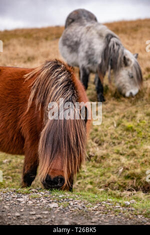 Dartmoor Ponys grasen. Stockfoto