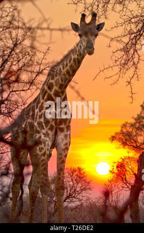 Eine Giraffe (Giraffa Camelopardalis) Peers durch den afrikanischen Busch mit der untergehenden Sonne im Hintergrund Stockfoto