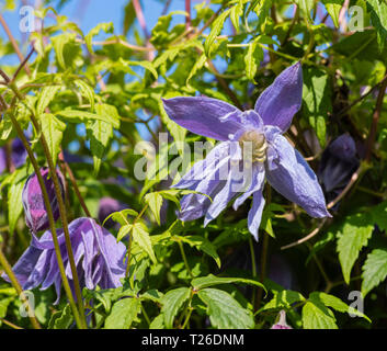 Eine Feder lila blühende Clematis (Clematis macropetala) klettern. Stockfoto