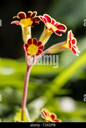 Dunkel roten und gelben Blüten der Pflanze die Primula 'Gold Lace". Stockfoto