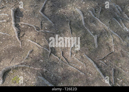 Freiliegende Baumwurzeln. Metapher, Stolpern, Ursachenanalyse, Wurzelverzeichnis, Verbreitung des Wurzelsystems, bitter und verdreht, verzerrt oder verschlungen. Stockfoto