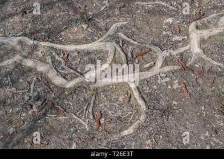 Freiliegende Baumwurzeln. Metapher, Stolpern, Ursachenanalyse, Wurzelverzeichnis, Verbreitung des Wurzelsystems, bitter und verdreht, verzerrt oder verschlungen. Stockfoto