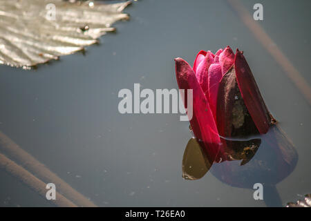 Red Bud einer Seerose teilweise unter der Oberfläche des Wassers Stockfoto