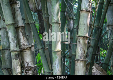 Details von Bambus Amtsleitungen in einem Bambuswald Stockfoto