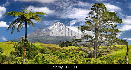 Fern Tree vor Vulkan Taranaki, Neuseeland Stockfoto