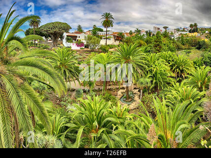 Berühmten Drachenbaum "Drago milenario" in Icod de los Vinos (Teneriffa, Kanarische Inseln) - HDR-Panorama, 02. Stockfoto