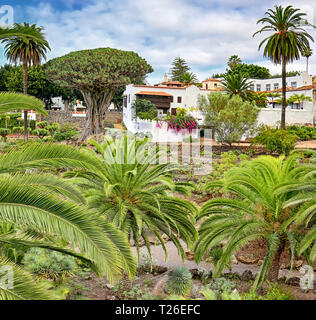 Berühmten Drachenbaum "Drago milenario" in Icod de los Vinos (Teneriffa, Kanarische Inseln) - HDR-Panorama, 01. Stockfoto