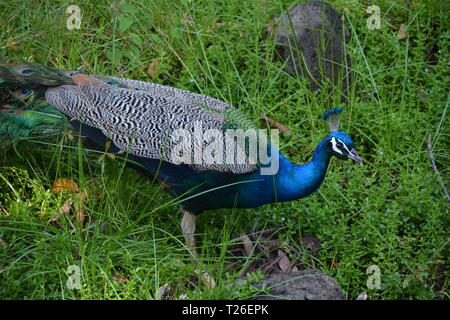 Waimea Pfau Stockfoto