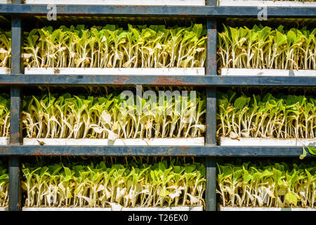 Detailansicht von Racks mit Tabak Sprossen für Einpflanzen bereit Stockfoto