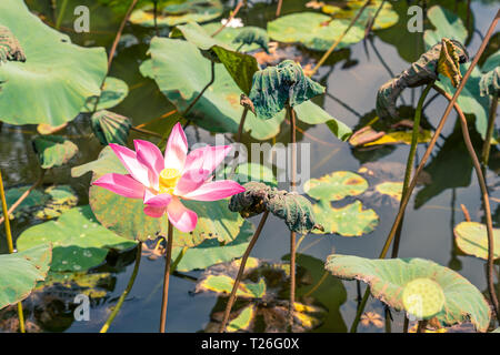 Nelumbo nucifera Flower, auch als Indischer Lotus, Lotus, Bohne von Indien, ägyptische Bohne oder einfach Lotus bekannt. Stockfoto