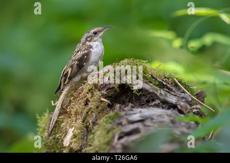 Eurasian treecreeper Sitzen auf einem Bemoosten Baumstumpf Stockfoto