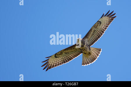 Mäusebussard fliegt hoch in den blauen Himmel Stockfoto