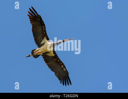 Schwarzer Storch 305 Meter hoch in den blauen Himmel Stockfoto