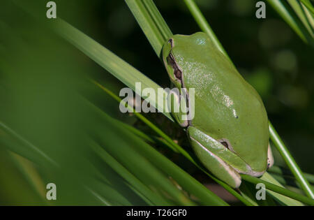 Laubfrosch posiert auf Gras Blätter Stockfoto