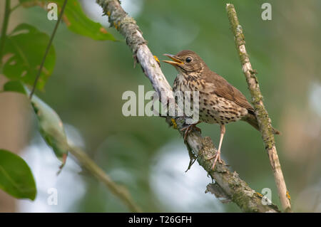 Nach Singdrossel besorgt, in der Nähe von seinem Nest Stockfoto