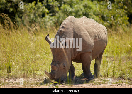 Murchison Falls Wildlife Stockfoto