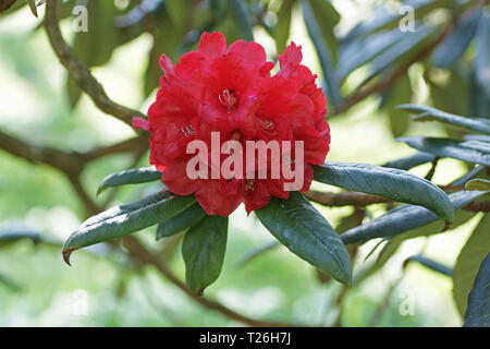 Rhododendron arboreum ssp. Zeylanicum Stockfoto