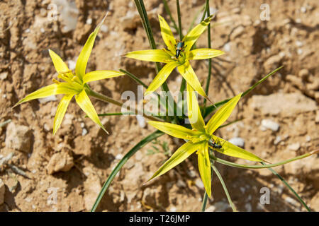 Wilde gelbe stolonous gagea in der Wüste Negev in Israel mit Käfer Käfer Fütterung auf die Blütenblätter Stockfoto