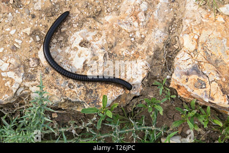 Ein fünfzehn Zentimeter langer riesiger schwarzer Tausendfüßler Archispirostreptus syriacus, der kriecht Auf einem Felsen in der Nähe der Wüstenvegetation in der negev-Wüste In israel Stockfoto