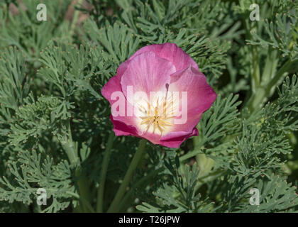 Eine magenta dunkel rosa california poppy ganz offen über einen üppigen Der anzeigen Blätter in einem Haus Garten Stockfoto