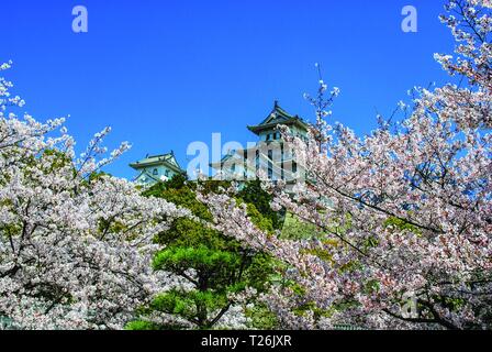 Schloss Himeji, Japan, in der Höhe der Kirschblüte Jahreszeit (Frühling) auf einer klaren sonnigen Tag. Stockfoto