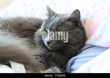 Weibliche Nebelung Rasse Katze mit grünen Augen Stockfoto