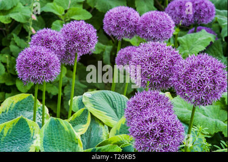 Gruppe von lila Allium Globemaster in voller Blüte, kombiniert mit Panaschierten funkien Stockfoto