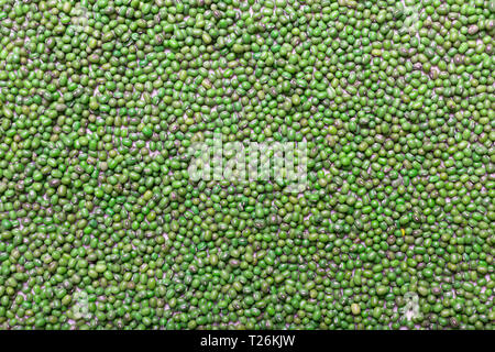 Linsen ist eine kleine, flache Samen einer jährlichen Legumen plant. Linsen sind reich an pflanzlichen Proteinen und sind seit prähistorischen Zeiten gegessen Stockfoto