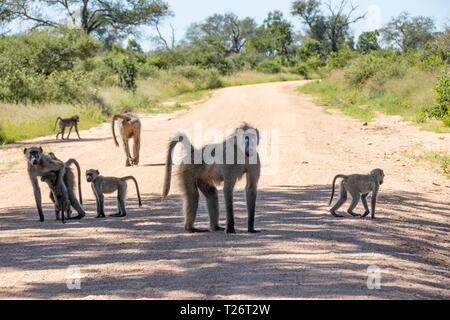 Baboon (papio Anubis) Familie in der afrikanischen Savanne. Afrika Safari Wildlife Stockfoto