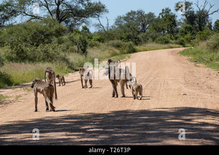 Baboon (papio Anubis) Familie in der afrikanischen Savanne. Afrika Safari Wildlife Stockfoto