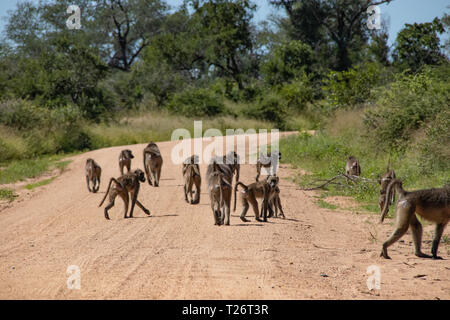 Baboon (papio Anubis) Familie in der afrikanischen Savanne. Afrika Safari Wildlife Stockfoto