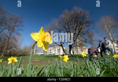 Leipzig, Deutschland. 30 Mär, 2019. Narzissen blühen in einer Wiese im Clara Zetkin Park. Der Monat März ist der Abschied mit Temperaturen von knapp 20 Grad Celsius. Credit: Sebastian Willnow/dpa-Zentralbild/dpa/Alamy leben Nachrichten Stockfoto