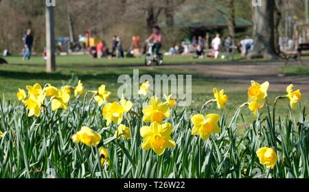 Leipzig, Deutschland. 30 Mär, 2019. Narzissen blühen in einer Wiese im Clara Zetkin Park. Der Monat März ist der Abschied mit Temperaturen von knapp 20 Grad Celsius. Credit: Sebastian Willnow/dpa-Zentralbild/dpa/Alamy leben Nachrichten Stockfoto