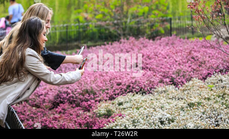 Greenwich, London, UK, 30. März 2019. Zwei junge Frauen nehmen Bilder der rosa, weiß und lila Heidekraut in voller Blüte. Die Menschen genießen den Frühling blühen auf Bäume und Blumen auf einem wunderschön sonnigen und warmen Tag im Greenwich Park Credit: Imageplotter/Alamy leben Nachrichten Stockfoto