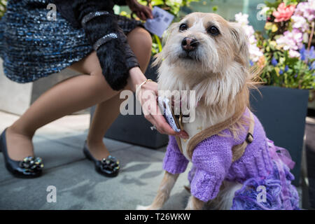 London, Großbritannien. 30. März, 2019. London Fashion Hund Brunch im M Restaurant in Victoria. Credit: Guy Corbishley/Alamy leben Nachrichten Stockfoto