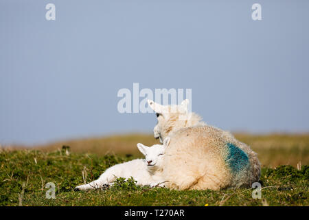 Swansea, 30. März, 2019. UK Wetter. Nur Napping: Frühling Lämmer dösen träge in der warmen Frühlingssonne am Broughton Burrows, Gower, in der Nähe von Swansea. Lange Perioden der diesigen Sonnenschein brachte einige Erwärmung Befreiung von einigen kalten und frostigen Nächte dieser Woche. Credit: Gareth Llewelyn/Alamy Leben Nachrichten. Stockfoto